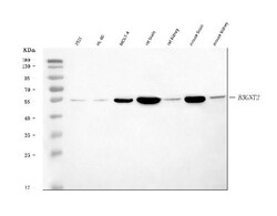Invitrogen B3GNT2 Polyclonal Antibody 100 &mu;g; Unconjugated:Antibodies,
