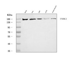 Invitrogen YTHDC2 Polyclonal Antibody 100 &mu;g; Unconjugated:Antibodies,