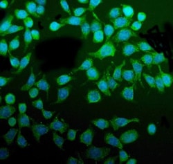 Invitrogen PDIR Polyclonal Antibody 100 &mu;g; Unconjugated:Antibodies,