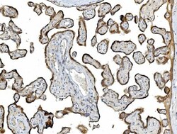 Invitrogen PDIR Polyclonal Antibody 100 &mu;g; Unconjugated:Antibodies,