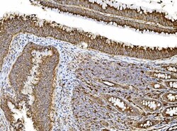 Invitrogen PDIR Polyclonal Antibody 100 &mu;g; Unconjugated:Antibodies,