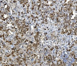 Invitrogen PDIR Polyclonal Antibody 100 &mu;g; Unconjugated:Antibodies,