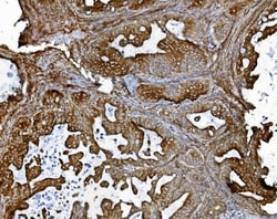 Invitrogen PDIR Polyclonal Antibody 100 &mu;g; Unconjugated:Antibodies,