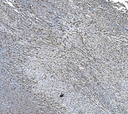 Invitrogen PDIR Polyclonal Antibody 100 &mu;g; Unconjugated:Antibodies,