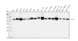 Invitrogen PDIR Polyclonal Antibody 100 &mu;g; Unconjugated:Antibodies,