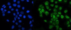 Invitrogen LSM8 Polyclonal Antibody 100 &mu;g; Unconjugated:Antibodies,