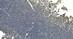Invitrogen LSM8 Polyclonal Antibody 100 &mu;g; Unconjugated:Antibodies,