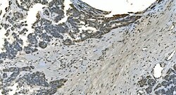 Invitrogen LSM8 Polyclonal Antibody 100 &mu;g; Unconjugated:Antibodies,