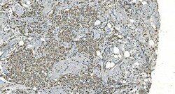 Invitrogen LSM8 Polyclonal Antibody 100 &mu;g; Unconjugated:Antibodies,
