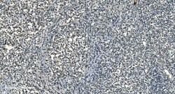 Invitrogen LSM8 Polyclonal Antibody 100 &mu;g; Unconjugated:Antibodies,