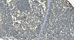 Invitrogen LSM8 Polyclonal Antibody 100 &mu;g; Unconjugated:Antibodies,