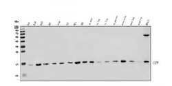 Invitrogen LSM8 Polyclonal Antibody 100 &mu;g; Unconjugated:Antibodies,