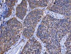 Invitrogen TMPRSS13 Polyclonal Antibody 100 &mu;g; Unconjugated:Antibodies,