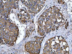 Invitrogen TMPRSS13 Polyclonal Antibody 100 &mu;g; Unconjugated:Antibodies,