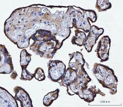 Invitrogen TMPRSS13 Polyclonal Antibody 100 &mu;g; Unconjugated:Antibodies,
