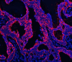 Invitrogen TMPRSS13 Polyclonal Antibody 100 &mu;g; Unconjugated:Antibodies,