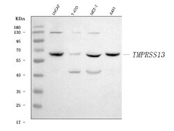 Invitrogen TMPRSS13 Polyclonal Antibody 100 &mu;g; Unconjugated:Antibodies,
