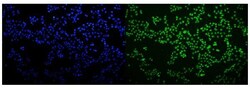 Invitrogen hnRNP H3 Polyclonal Antibody 100 &mu;g | Buy Online | Invitrogen&trade; | Fisher Scientific