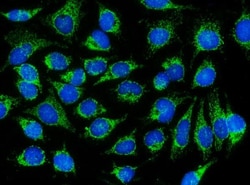 Invitrogen DNAJC11 Polyclonal Antibody 100 &mu;g; Unconjugated:Antibodies,