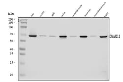 Invitrogen DNAJC11 Polyclonal Antibody 100 &mu;g; Unconjugated:Antibodies,