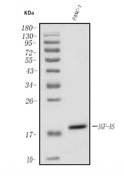 Invitrogen IGF2-AS Polyclonal Antibody 100 &mu;g; Unconjugated:Antibodies,