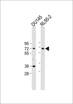Invitrogen DDX53 Polyclonal Antibody 400 &mu;L; Unconjugated:Antibodies,