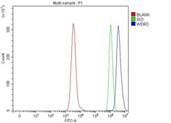 Invitrogen WDR3 Polyclonal Antibody 100 μg; Unconjugated:Antibodies,