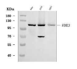Invitrogen WDR3 Polyclonal Antibody 100 μg; Unconjugated:Antibodies,