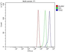 Invitrogen TOX2 Polyclonal Antibody 100 &mu;g; Unconjugated:Antibodies,