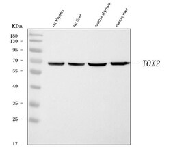 Invitrogen TOX2 Polyclonal Antibody 100 &mu;g; Unconjugated:Antibodies,