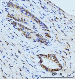 Invitrogen SBNO1 Polyclonal Antibody 100 &mu;g; Unconjugated:Antibodies,