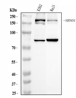 Invitrogen SBNO1 Polyclonal Antibody 100 &mu;g; Unconjugated:Antibodies,