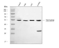 Invitrogen TRIM50 Polyclonal Antibody 100 &mu;g; Unconjugated:Antibodies,