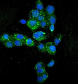 Invitrogen HYI Polyclonal Antibody 100 &mu;g; Unconjugated:Antibodies,