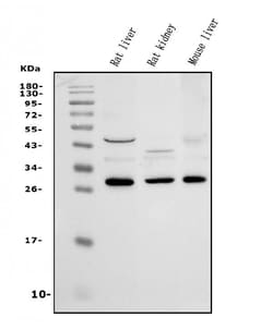 Invitrogen HYI Polyclonal Antibody 100 &mu;g; Unconjugated:Antibodies,