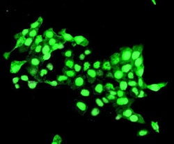 DELE Polyclonal Antibody, Invitrogen 100 &mu;g; Unconjugated:Antibodies,