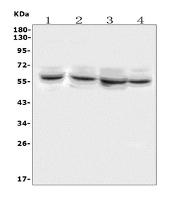 DELE Polyclonal Antibody, Invitrogen 100 &mu;g; Unconjugated:Antibodies,