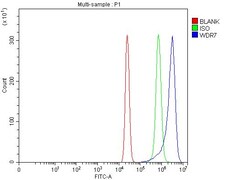 Invitrogen WDR7 Polyclonal Antibody 100 &mu;g; Unconjugated:Antibodies,