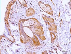 Invitrogen HOXC12 Polyclonal Antibody 100 &mu;g; Unconjugated:Antibodies,