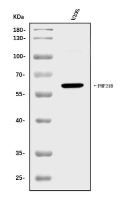 Invitrogen PHF21B Polyclonal Antibody 100 &mu;g; Unconjugated:Antibodies,
