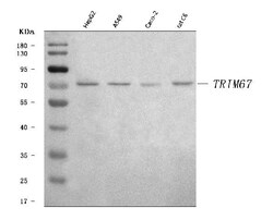 Invitrogen TRIM67 Polyclonal Antibody 100 &mu;g | Buy Online | Invitrogen&trade; | Fisher Scientific