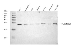 Invitrogen TMEM52B Polyclonal Antibody 100 &mu;g; Unconjugated:Antibodies,