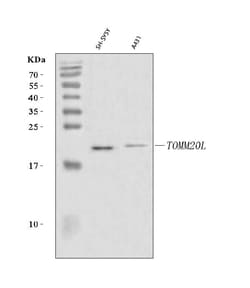 Invitrogen TOMM20L Polyclonal Antibody 100 &mu;g; Unconjugated:Antibodies,