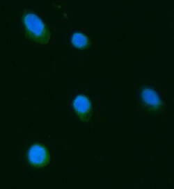Invitrogen Septin 3 Polyclonal Antibody 100 &mu;g; Unconjugated:Antibodies,