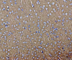 Invitrogen Septin 3 Polyclonal Antibody 100 &mu;g; Unconjugated:Antibodies,