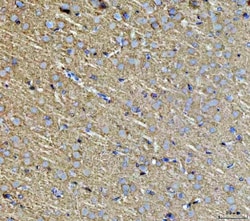 Invitrogen Septin 3 Polyclonal Antibody 100 &mu;g; Unconjugated:Antibodies,