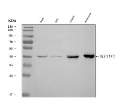 Invitrogen Septin 3 Polyclonal Antibody 100 &mu;g; Unconjugated:Antibodies,