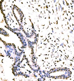 Invitrogen KIAA1429 Polyclonal Antibody 100 &mu;g; Unconjugated:Antibodies,