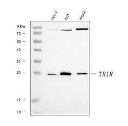 Invitrogen C19orf43 Polyclonal Antibody 100 &mu;g; Unconjugated:Antibodies,