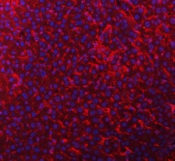 Invitrogen TIMD2 Polyclonal Antibody 100 &mu;g; Unconjugated:Antibodies,